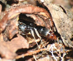 Mesoponera australis