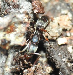 Mesoponera australis