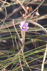 Byblis filifolia