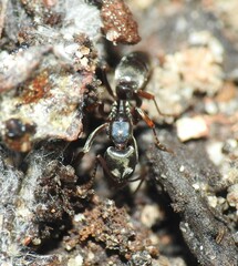 Mesoponera australis