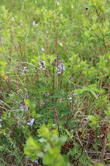 Astragalus norvegicus