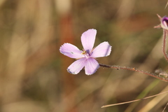 Byblis filifolia