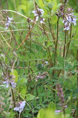 Astragalus norvegicus
