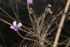 Byblis filifolia