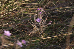 Byblis filifolia