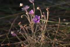 Byblis filifolia