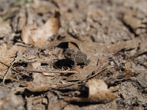 photo of American Toad (Anaxyrus americanus)