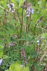 Astragalus norvegicus