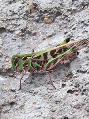 Oedaleus decorus