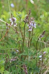 Astragalus norvegicus