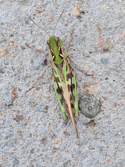 Oedaleus decorus