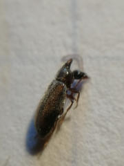 Notoxus binotatus