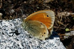 Coenonympha rhodopensis