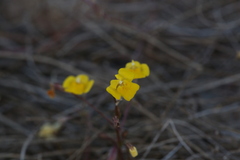 Uvedalia linearis lutea