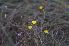 Uvedalia linearis lutea