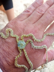 Macrophiothrix
