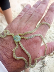 Macrophiothrix