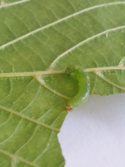 Pristiphora leucopus