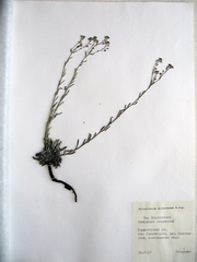 Eritrichium sichotense