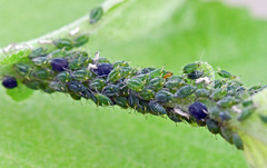 Aphis farinosa