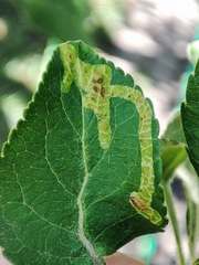 Phytomyza heringiana