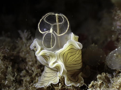 Lightbulb Sea Squirt, Finistère, Bretagne, FR, photo 6 of 10