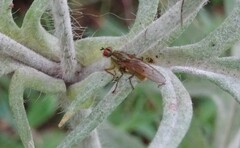 Norellisoma spinimanum