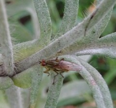 Norellisoma spinimanum