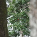 photo of Scarlet Tanager (Piranga olivacea)