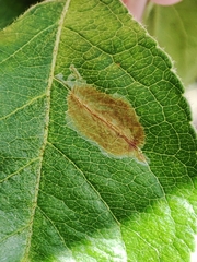 Callisto denticulella