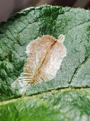 Callisto denticulella