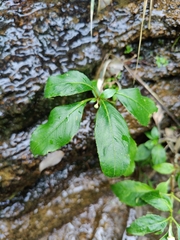 Hydrangea gracilis
