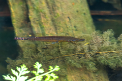 Luciocephalus pulcher