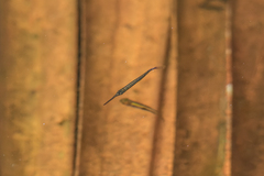 Dermogenys siamensis