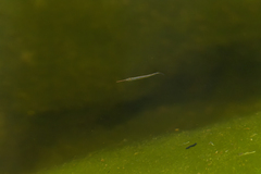 Dermogenys siamensis