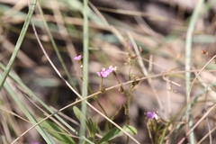 Stylidium pindanicum