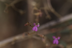 Stylidium pindanicum