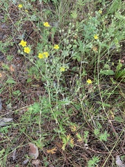 Potentilla virgata