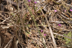 Stylidium pindanicum