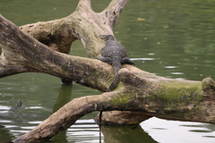 Varanus salvator salvator