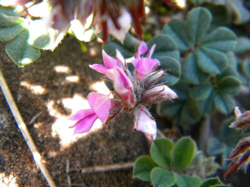 Image of Indigofera mauritanica by no rights reserved
