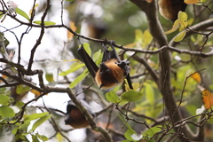 Pteropus giganteus