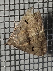 Phalaenostola hanhami