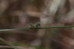 Ecphantus quadrilobus