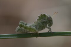 Ecphantus quadrilobus