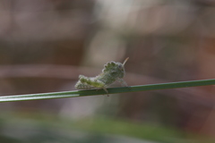 Ecphantus quadrilobus