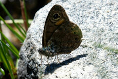 Lasiommata petropolitana