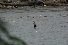Nannopterum brasilianum
