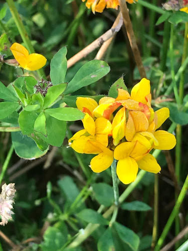 Lotus pedunculatus