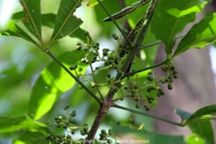 Melicope pteleifolia